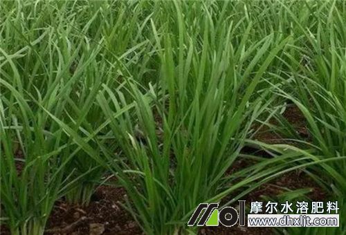 韭菜生長期用肥 韭菜生長期用肥